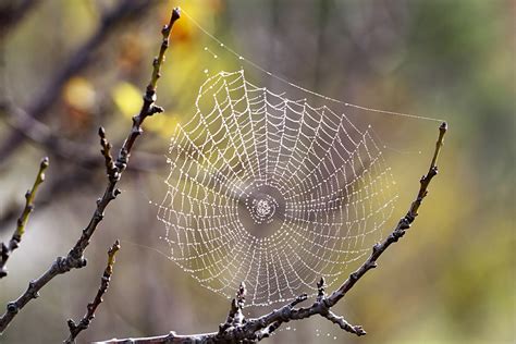 The Symbolism of Spider Webs in Witchcraft and Wiccan Traditions